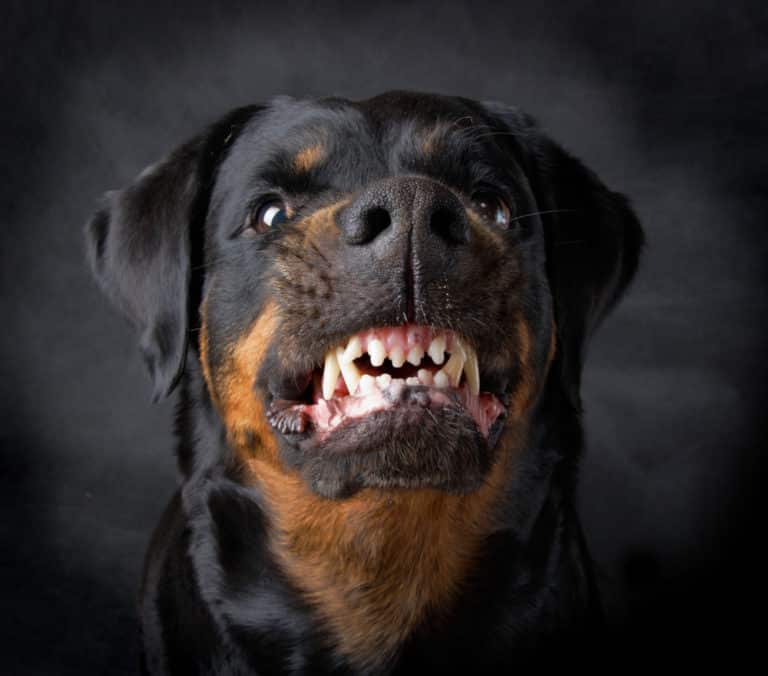 angry dog showing its teeth